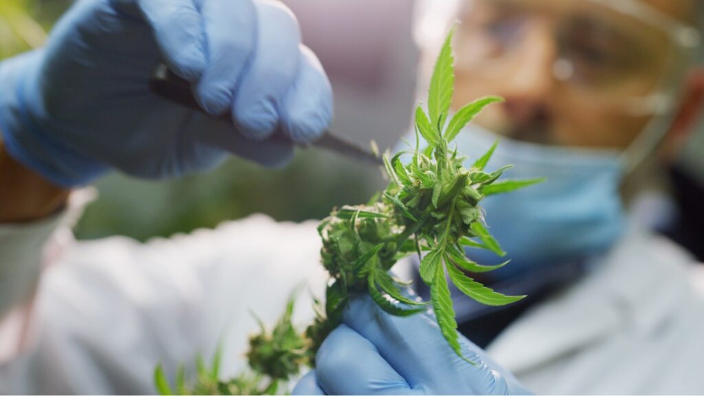 Medical Marijuana